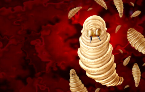 Screwworm Parasite outbreat concept or epidemic as flesh-eating larvae Infectious disease and public health issue&hellip;